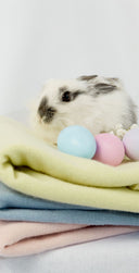 Biały królik na złożonych pastelowych dzianinach i pisankach